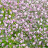 Gypsophila_Pink_0001602__50370.jpg