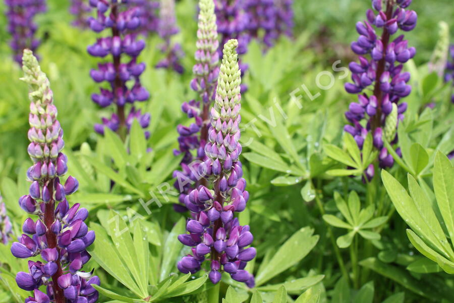 Lupina mnoholistá 'Tower Blue - White' - Lupinus pollyphylus 'Tower Blue - White'