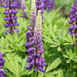 Lupina mnoholistá 'Tower Blue - White' - Lupinus pollyphylus 'Tower Blue - White'