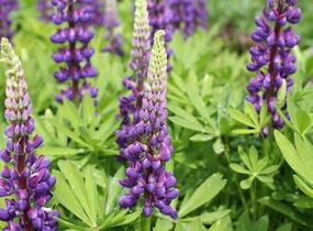 Lupina mnoholistá 'Tower Blue - White' - Lupinus pollyphylus 'Tower Blue - White'