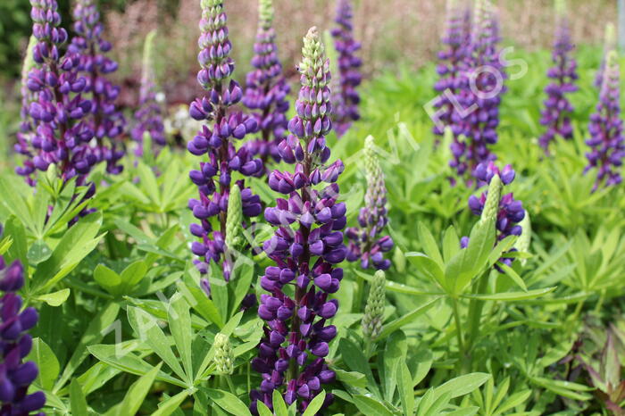 Lupina mnoholistá 'Tower Blue - White' - Lupinus pollyphylus 'Tower Blue - White'