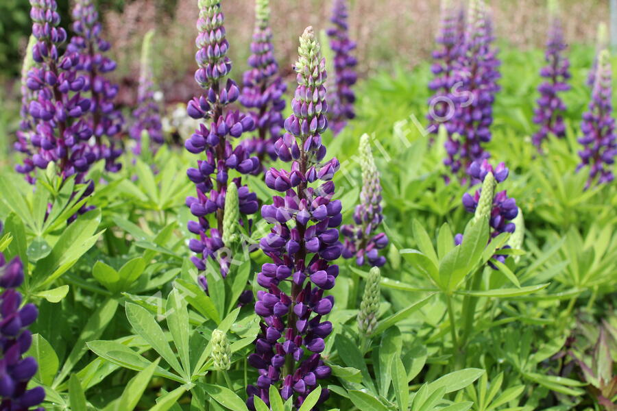 Lupina mnoholistá 'Tower Blue - White' - Lupinus pollyphylus 'Tower Blue - White'