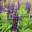 Lupina mnoholistá 'Tower Blue - White' - Lupinus pollyphylus 'Tower Blue - White'