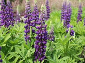 Lupina mnoholistá 'Tower Blue - White' - Lupinus pollyphylus 'Tower Blue - White'