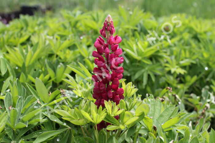 Lupina mnoholistá 'Lupini Mix' - Lupinus polyphyllus 'Lupini Mix'
