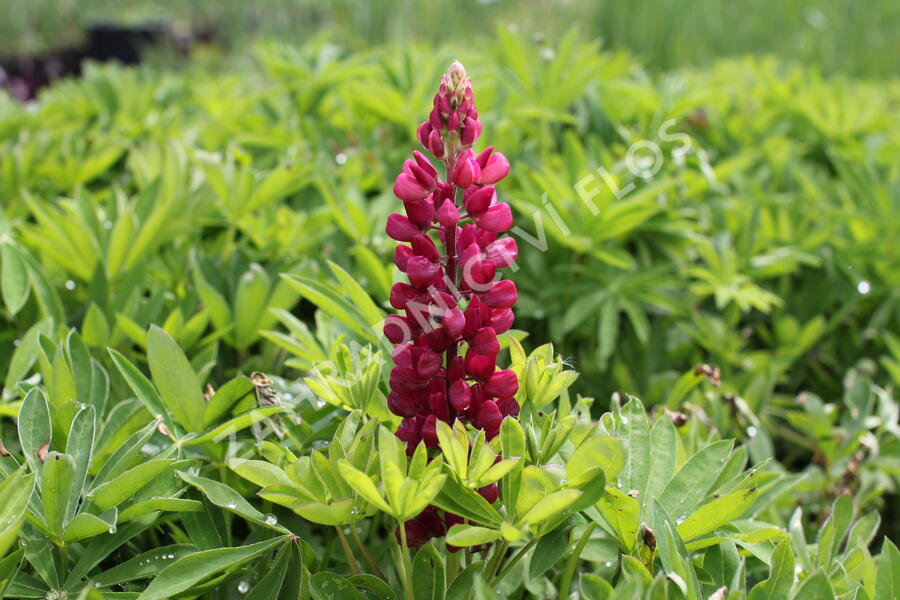 Lupina mnoholistá 'Lupini Mix' - Lupinus polyphyllus 'Lupini Mix'
