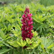 Lupina mnoholistá 'Lupini Mix' - Lupinus polyphyllus 'Lupini Mix'