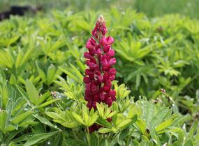 Lupina mnoholistá 'Lupini Mix' - Lupinus polyphyllus 'Lupini Mix'