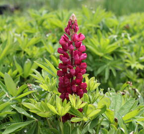 Lupina mnoholistá 'Lupini Mix' - Lupinus polyphyllus 'Lupini Mix'