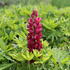 Lupinus polyphyllus 'Lupini Mix'.JPG