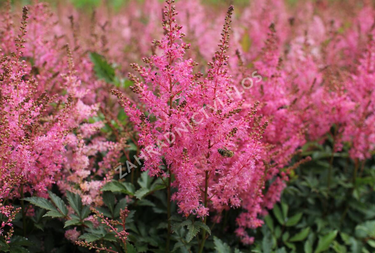 Čechrava japonská 'Younique Pink' - Astilbe japonica 'Younique Pink'