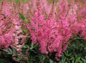 Čechrava japonská 'Younique Pink' - Astilbe japonica 'Younique Pink'
