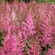 Čechrava 'Younique Pink' - Astilbe 'Younique Pink'