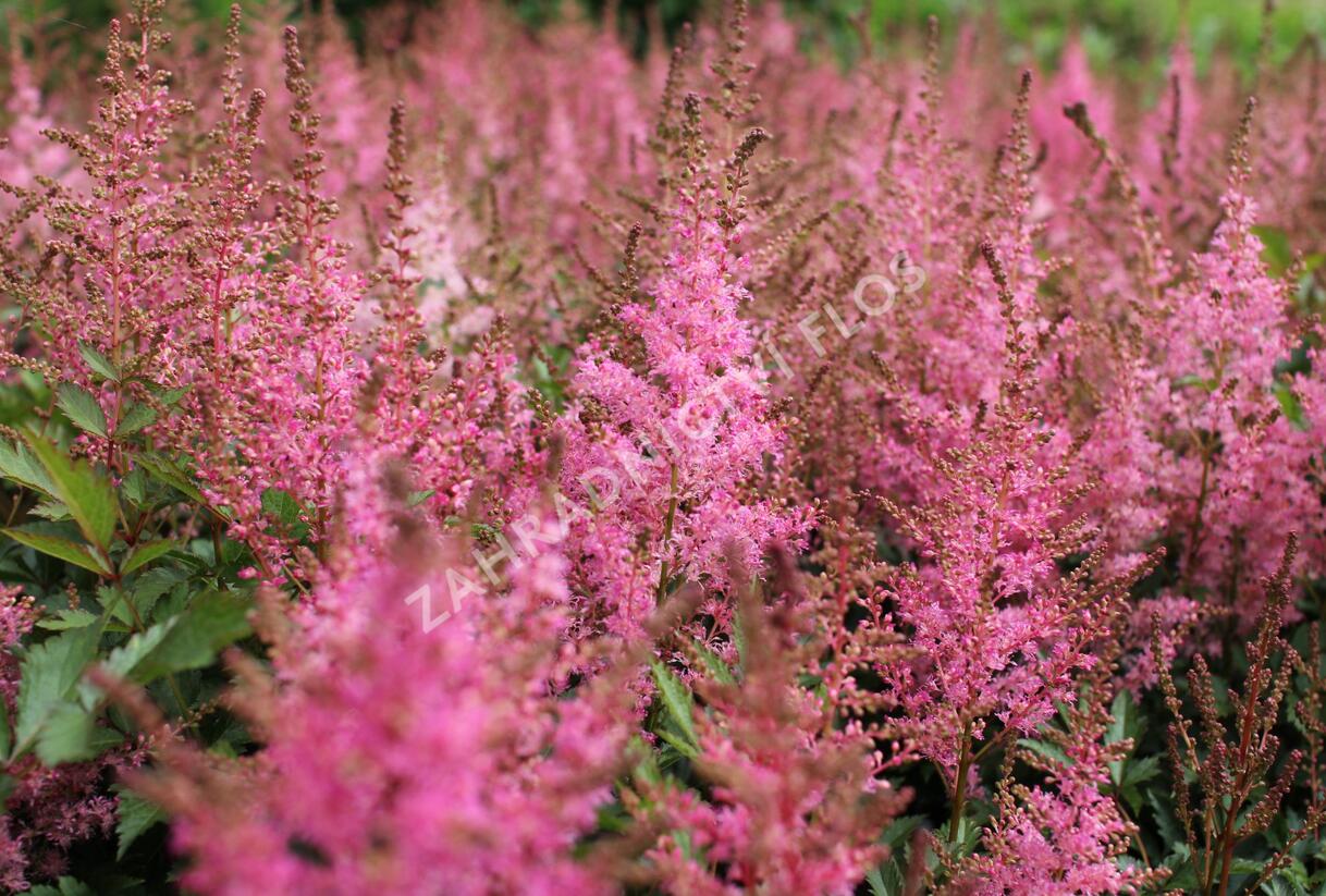 Čechrava japonská 'Younique Pink' - Astilbe japonica 'Younique Pink'