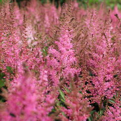 Čechrava 'Younique Pink' - Astilbe 'Younique Pink'