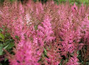 Čechrava japonská 'Younique Pink' - Astilbe japonica 'Younique Pink'