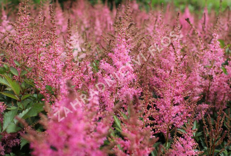 Čechrava japonská 'Younique Pink' - Astilbe japonica 'Younique Pink'