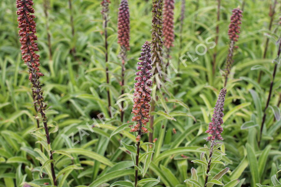 Náprstník drobnokvětý - Digitalis parviflora