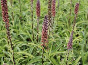 Náprstník drobnokvětý - Digitalis parviflora