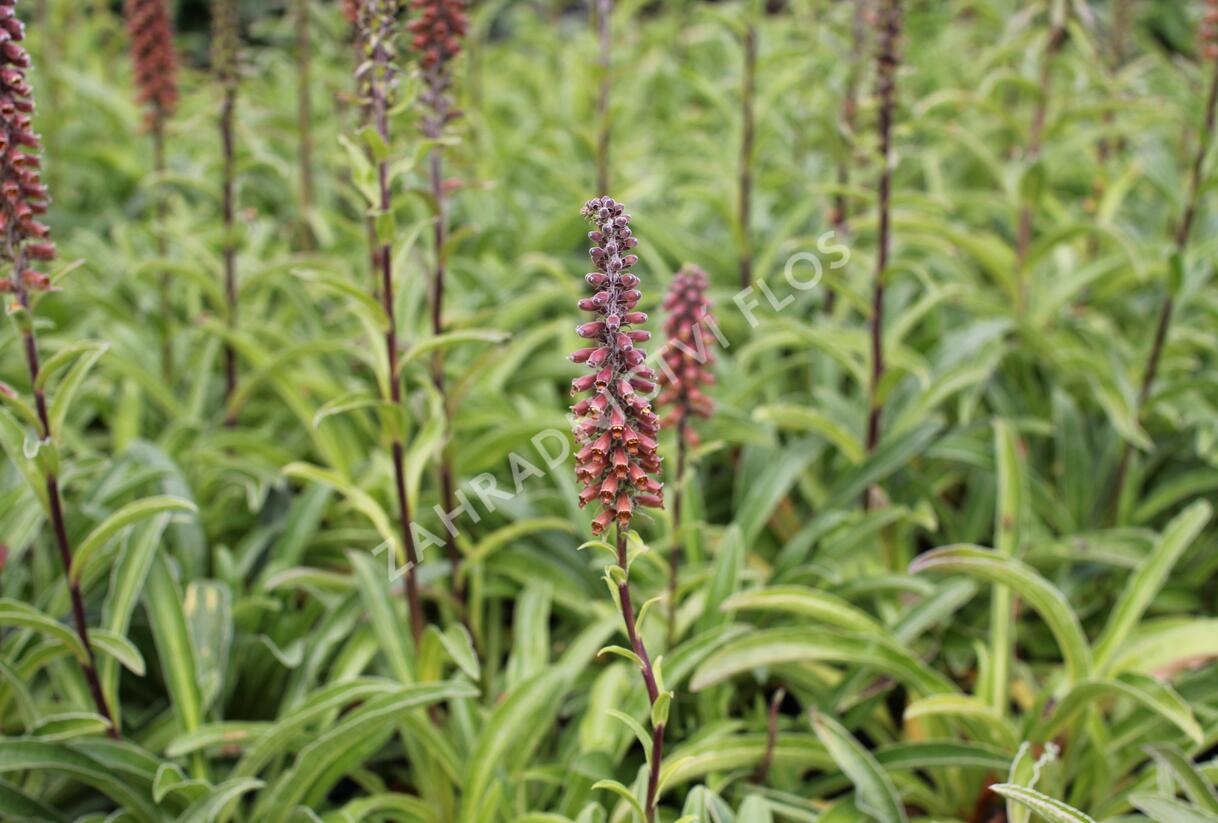 Náprstník drobnokvětý - Digitalis parviflora