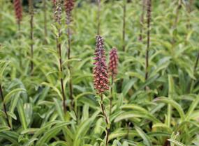 Náprstník drobnokvětý - Digitalis parviflora