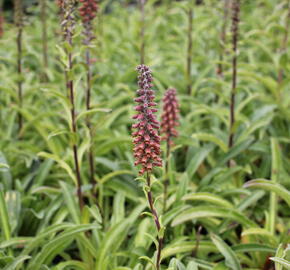 Náprstník drobnokvětý - Digitalis parviflora