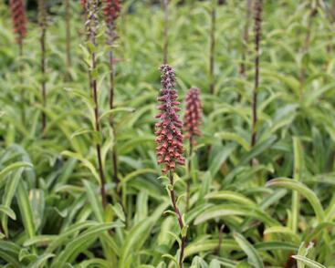 Náprstník drobnokvětý