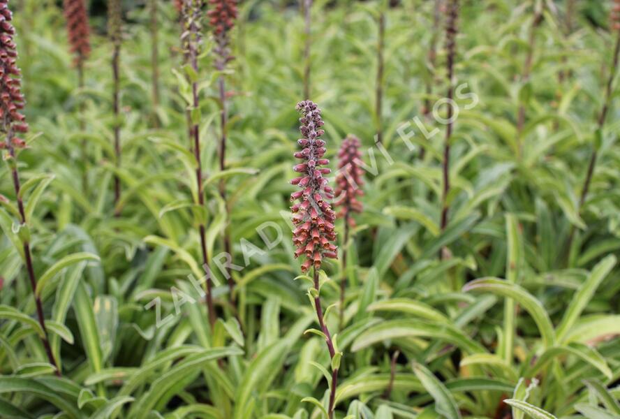 Náprstník drobnokvětý - Digitalis parviflora