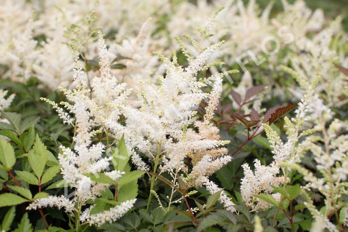 Čechrava Arendsova 'Washington' - Astilbe arendsii 'Washington'