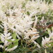 Čechrava Arendsova 'Washington' - Astilbe arendsii 'Washington'