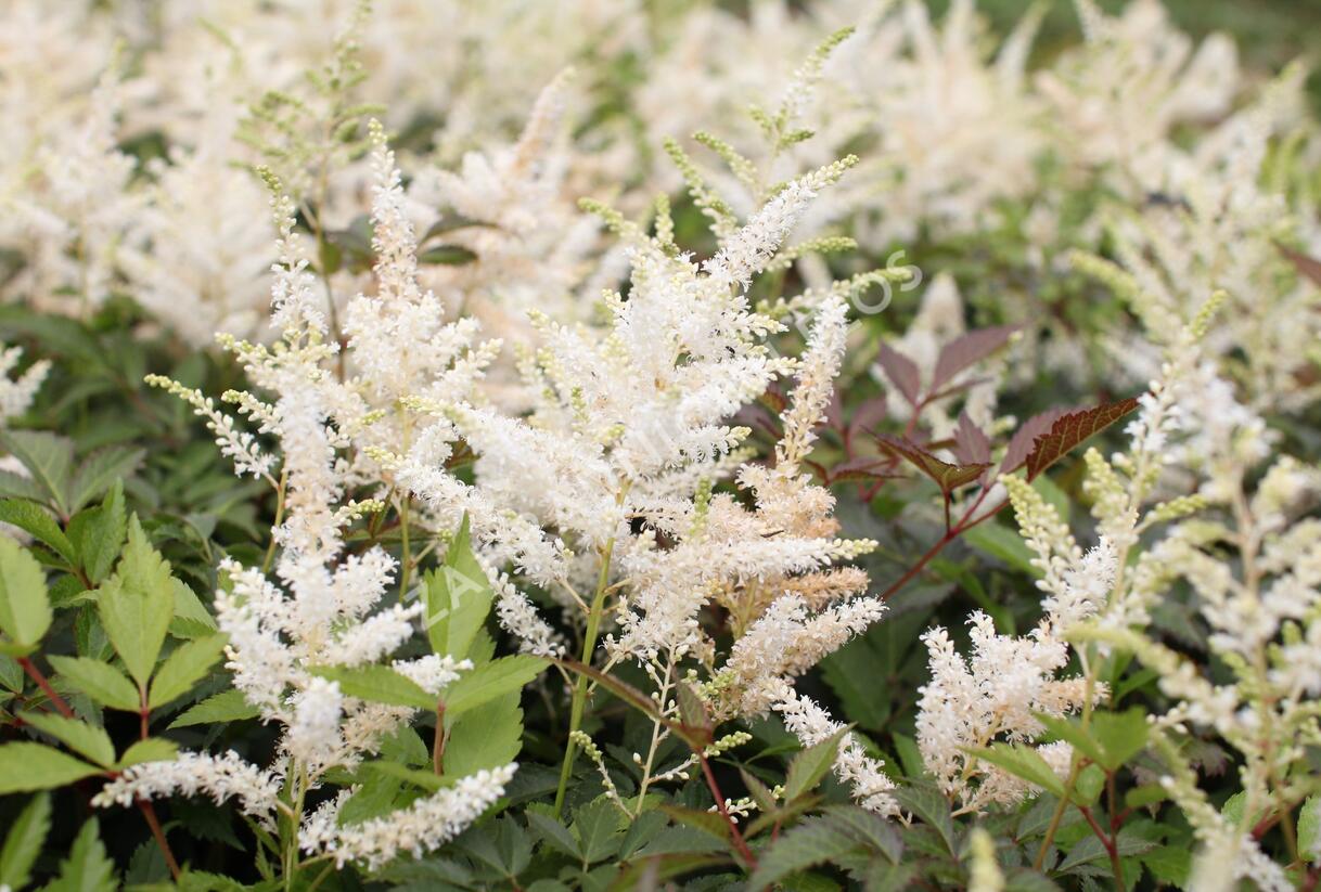 Čechrava Arendsova 'Washington' - Astilbe arendsii 'Washington'