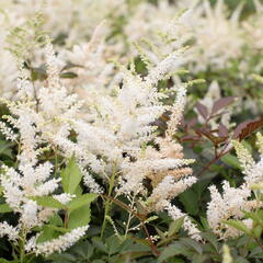 Čechrava Arendsova 'Washington' - Astilbe arendsii 'Washington'