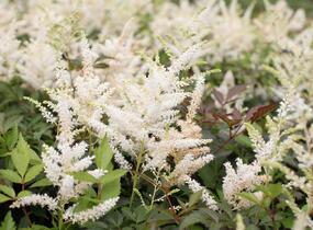 Čechrava Arendsova 'Washington' - Astilbe arendsii 'Washington'