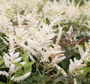 Čechrava Arendsova 'Washington' - Astilbe arendsii 'Washington'