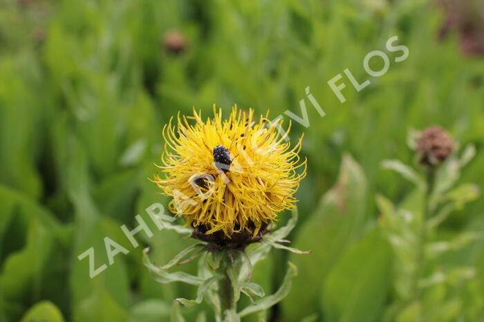 Chrpa žlutokvětá - Centaurea macrocephala