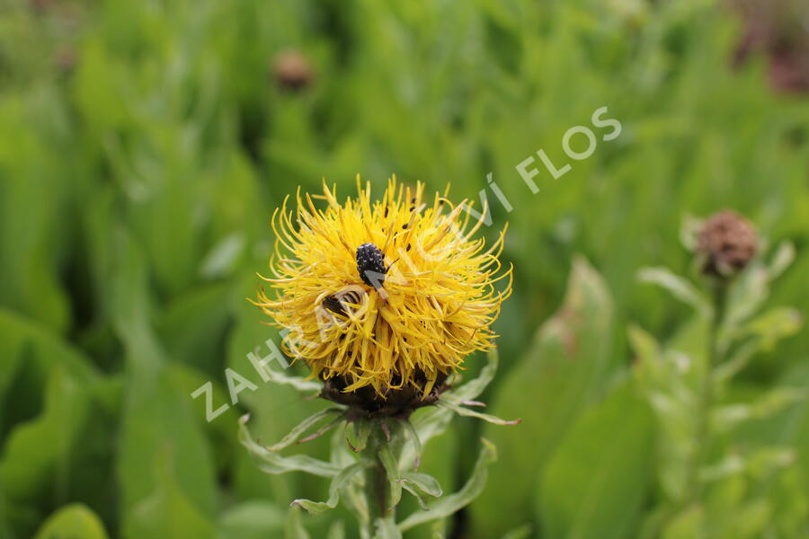 Chrpa žlutokvětá - Centaurea macrocephala