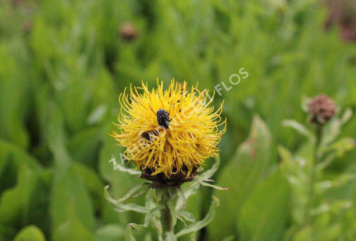 Chrpa žlutokvětá - Centaurea macrocephala