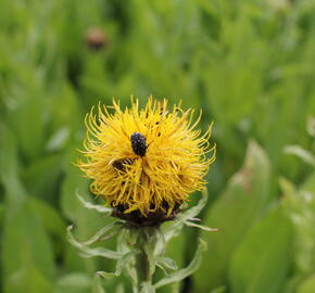 Chrpa žlutokvětá - Centaurea macrocephala