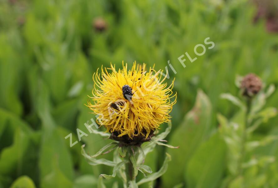 Chrpa žlutokvětá - Centaurea macrocephala