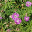 Chrpa bělavá - Centaurea dealbata