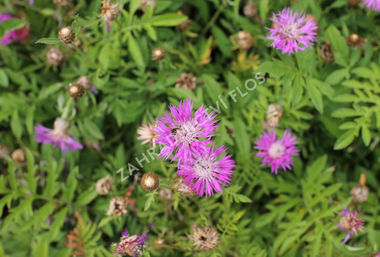 Chrpa bělavá - Centaurea dealbata