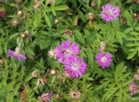 Chrpa bělavá - Centaurea dealbata