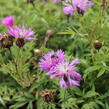 Chrpa bělavá - Centaurea dealbata