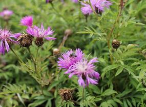 Chrpa bělavá - Centaurea dealbata