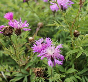 Chrpa bělavá - Centaurea dealbata