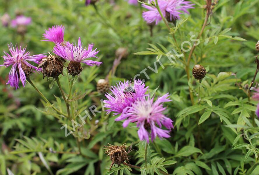 Chrpa bělavá - Centaurea dealbata