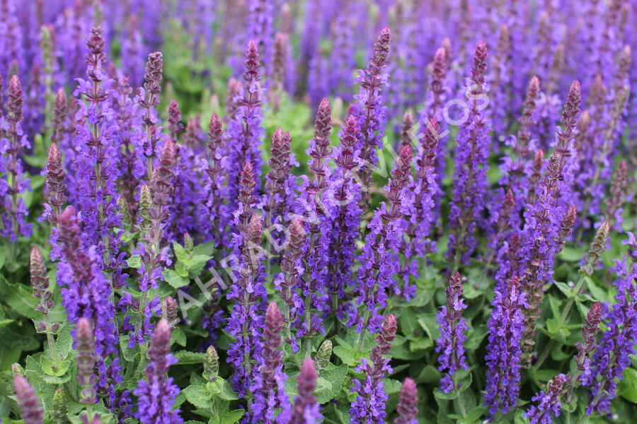 Šalvěj hajní 'Blue Bouquetta' - Salvia nemorosa 'Blue Bouquetta'