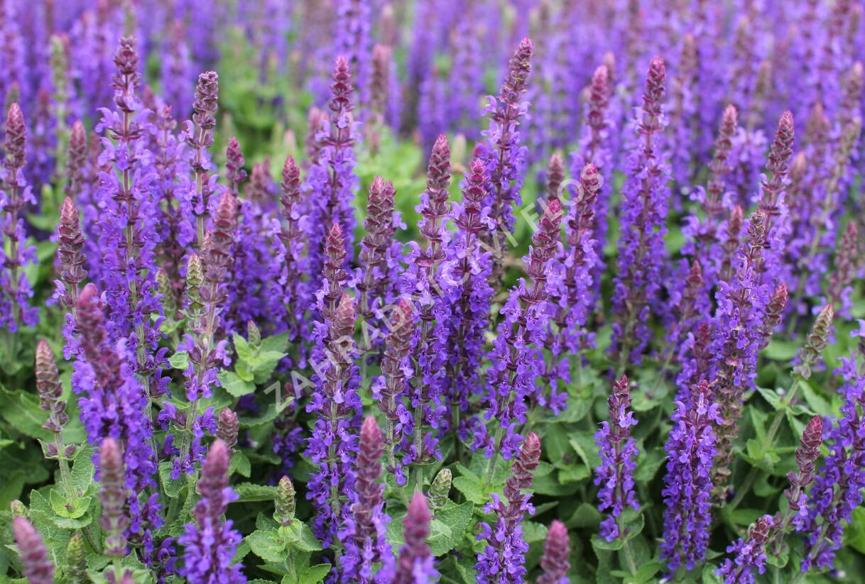 Šalvěj hajní 'Blue Bouquetta' - Salvia nemorosa 'Blue Bouquetta'