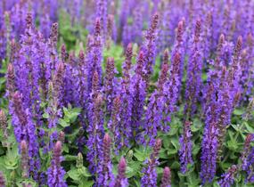 Šalvěj hajní 'Blue Bouquetta' - Salvia nemorosa 'Blue Bouquetta'