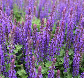 Šalvěj hajní 'Blue Bouquetta' - Salvia nemorosa 'Blue Bouquetta'